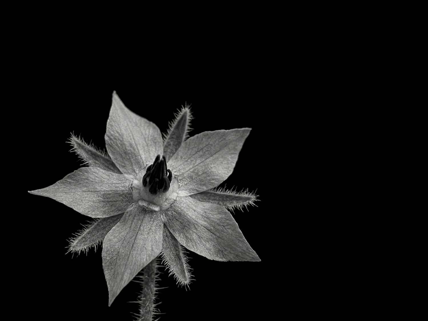 QUELS SONT LES BIENFAITS DE LA BOURRACHE ?