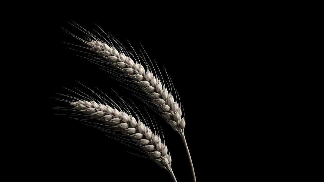 LES CÉRAMIDES : COMPRENDRE LEUR RÔLE ESSENTIEL DANS L’ÉQUILIBRE DE LA PEAU