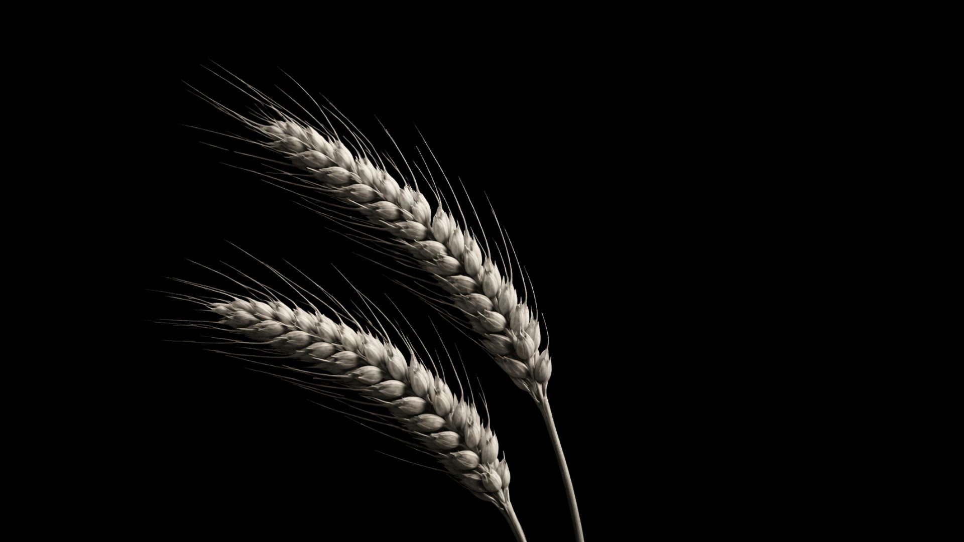 LES CÉRAMIDES : COMPRENDRE LEUR RÔLE ESSENTIEL DANS L’ÉQUILIBRE DE LA PEAU