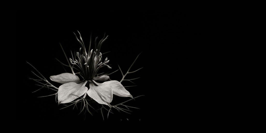 NIGELLE : LA GRAINE NOIRE QUI TRAVERSE LES SIÈCLES