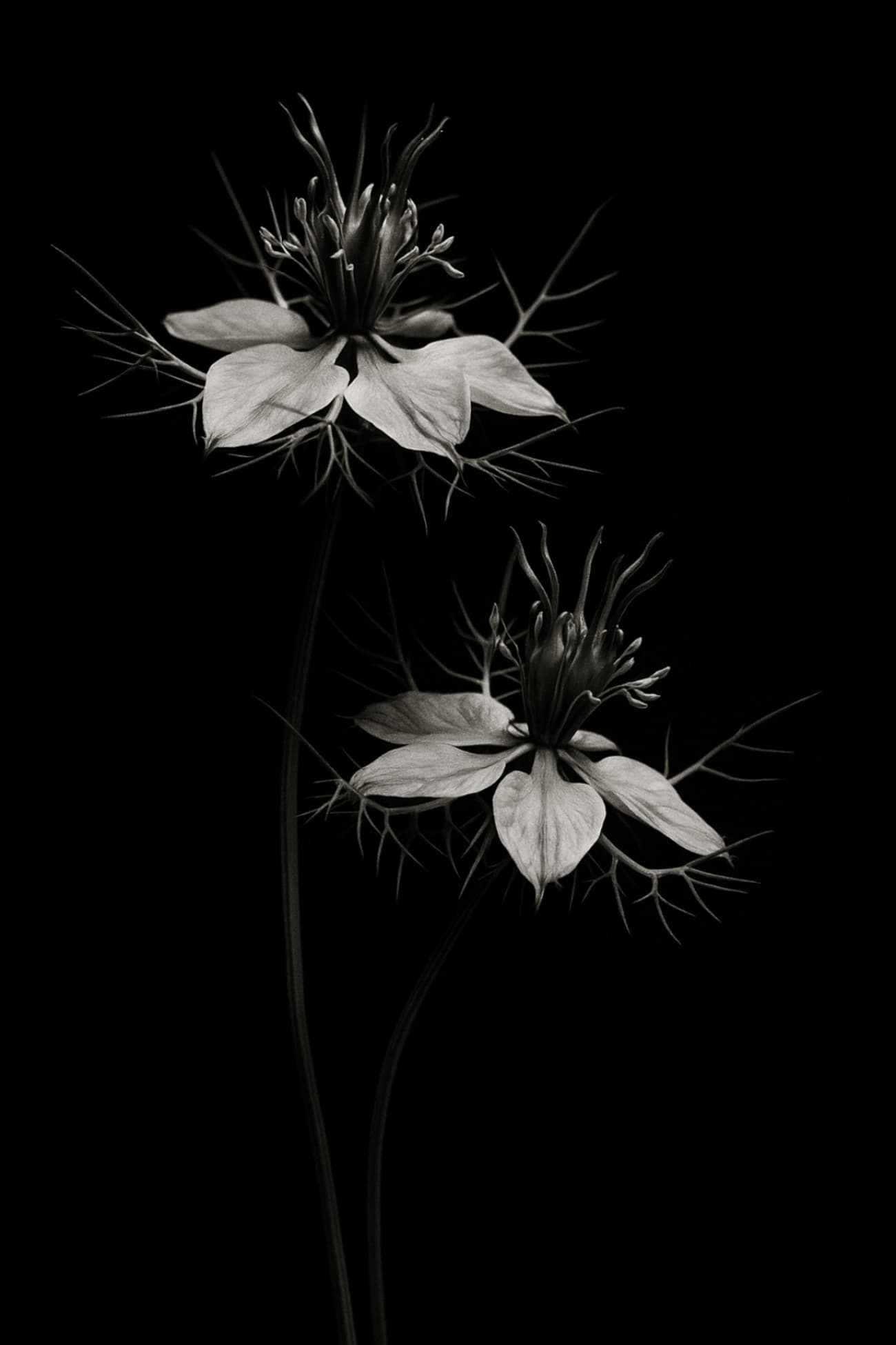 photo de 2 fleurs de nigelle en noir et blanc