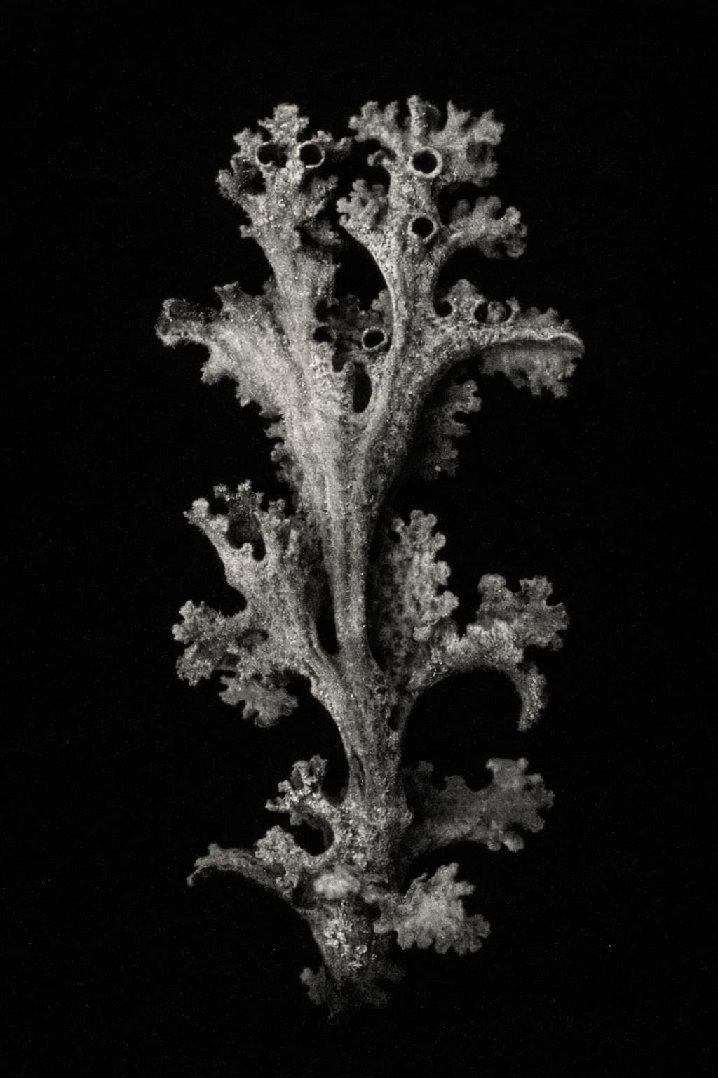 Lichen pour la production de Vitamine D