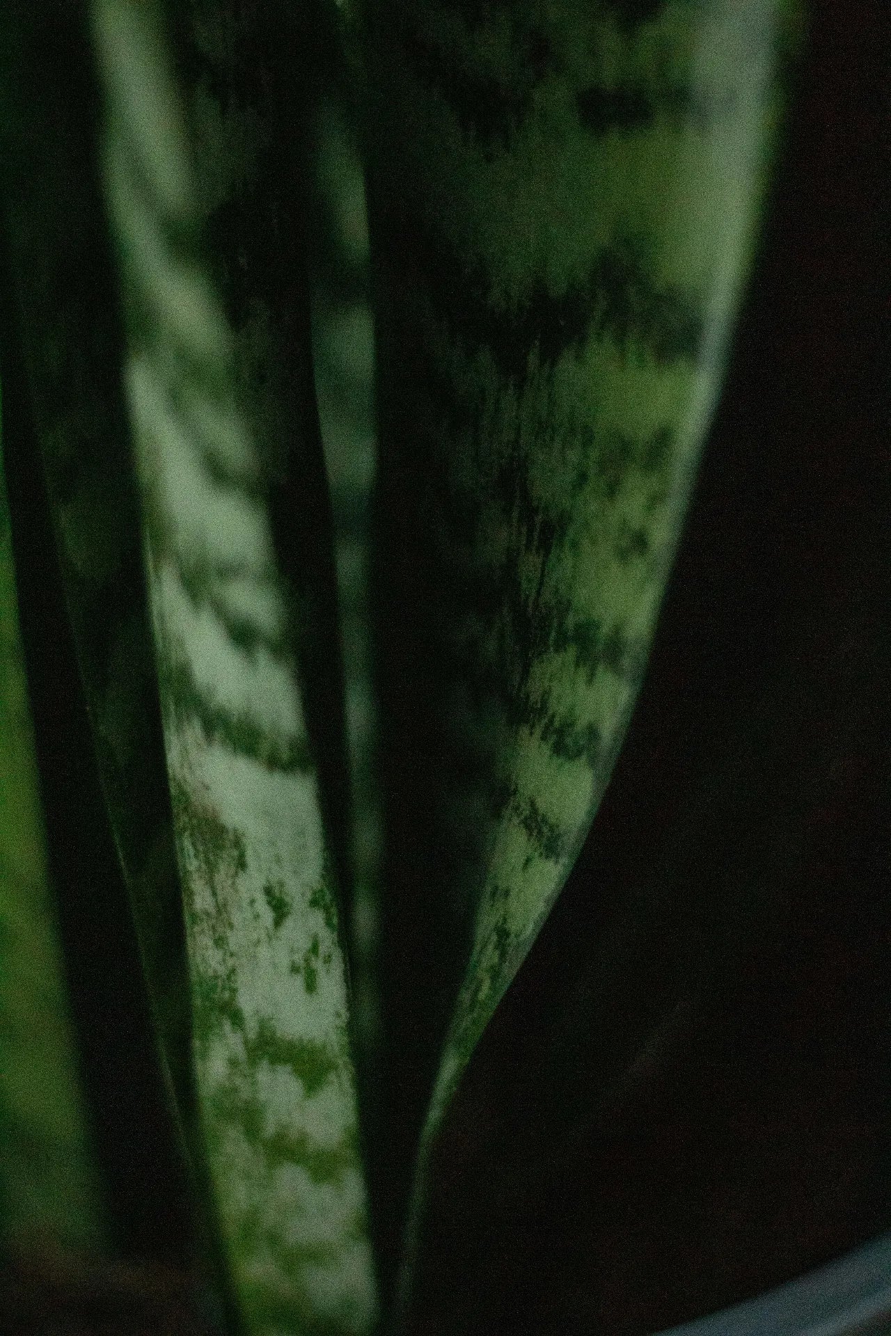 zoom sur feuille verte