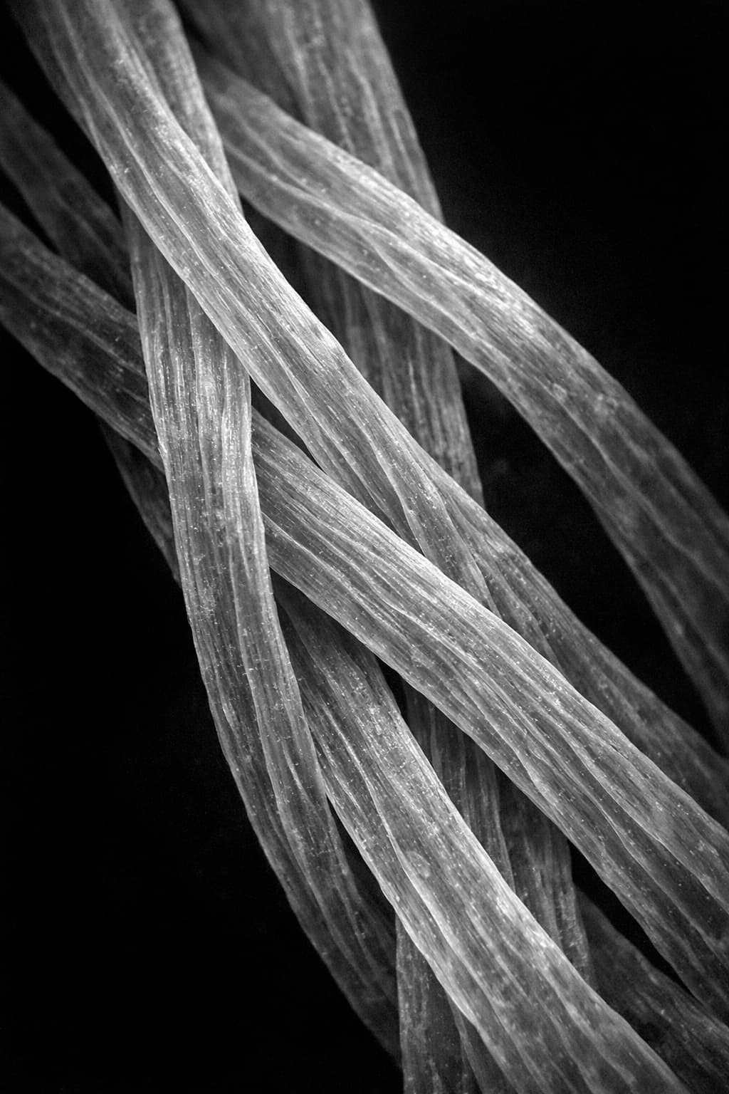 Fibres de collagènes de type I hydrolisée Naticol