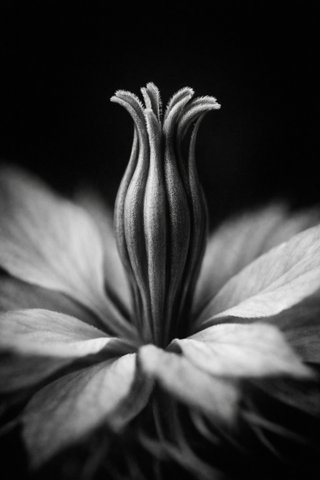 photo zoom de pistille de nigelle