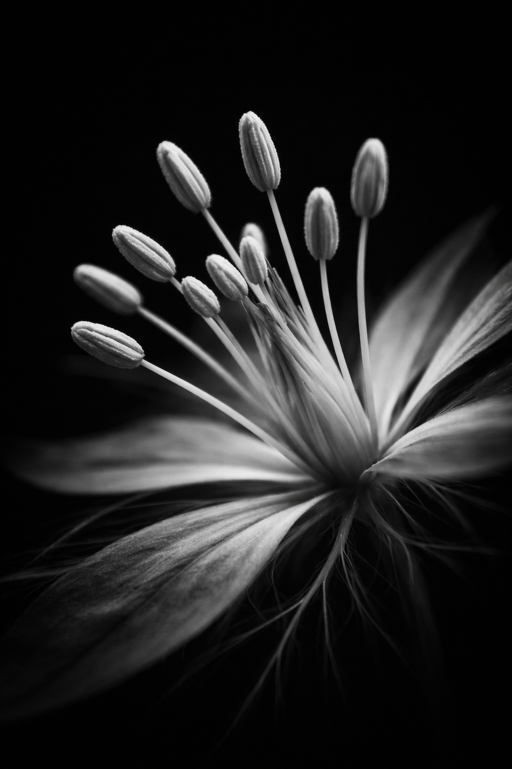 Photo en noir et blanc d'étamines de nigelle